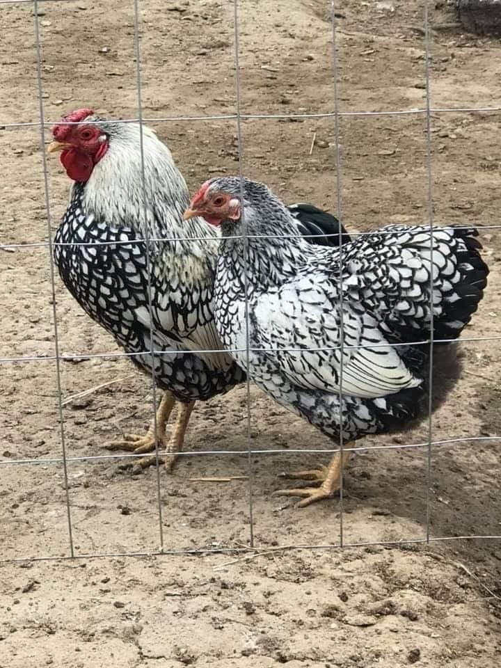 Wiandote