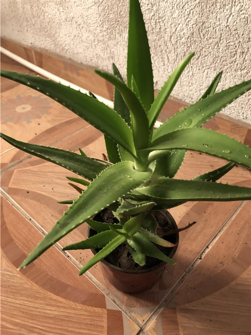 Aloe-vera