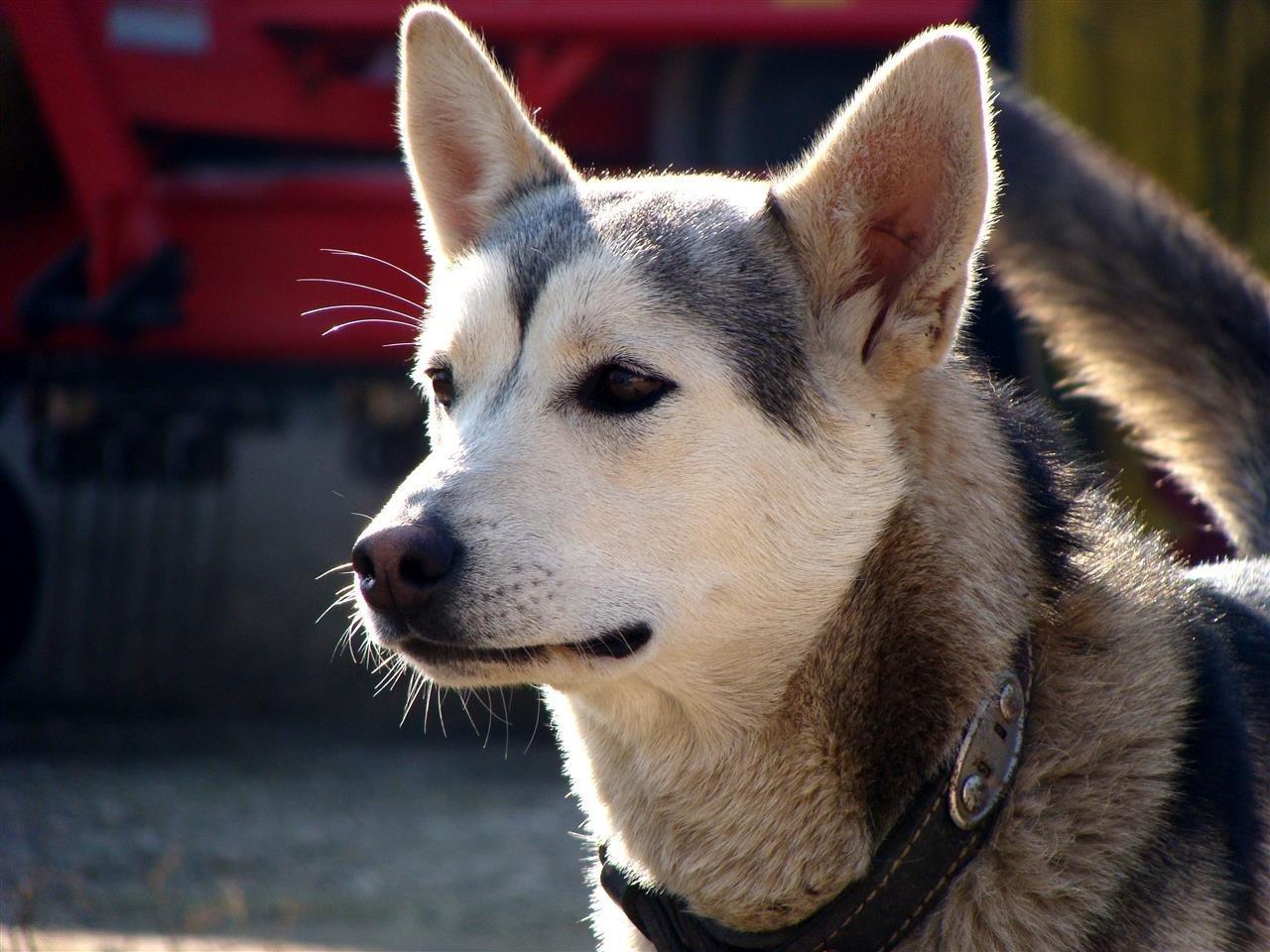 Hasky
