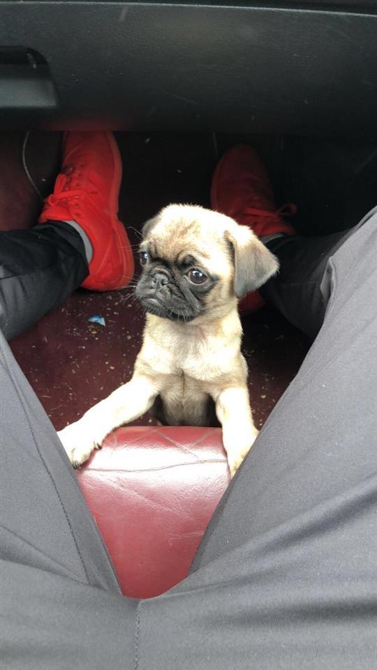 Shes-Pug