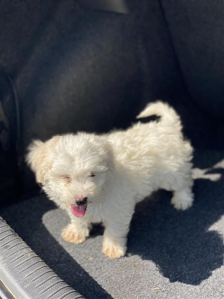 Maltezer