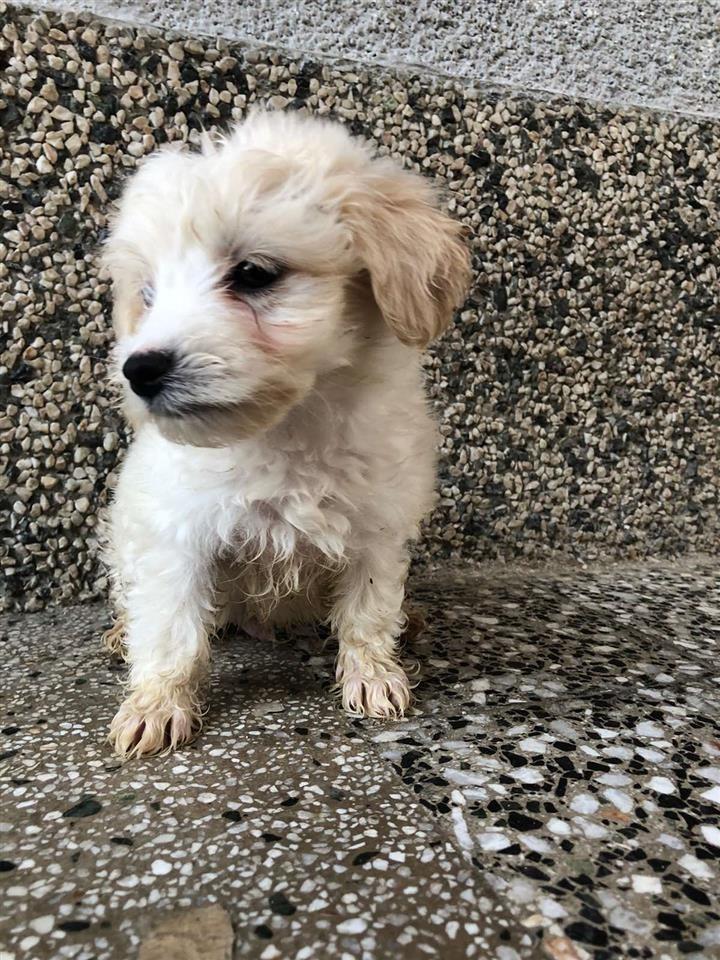 Maltezer