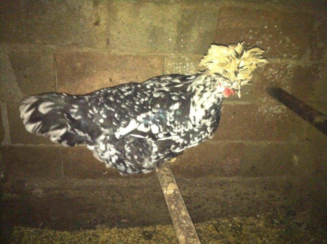 shiten