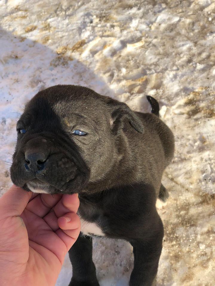 Qen-Cane-corso