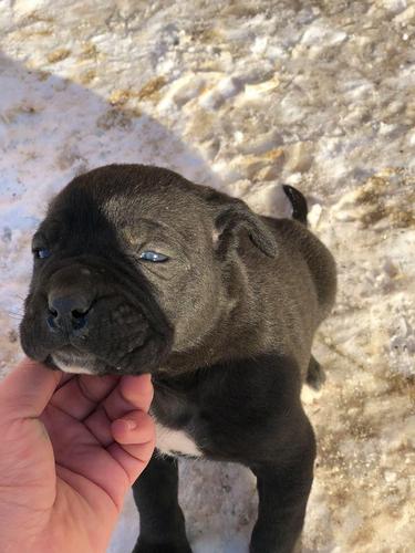 Qen Cane corso