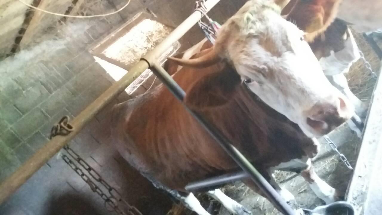 Lop-bars-