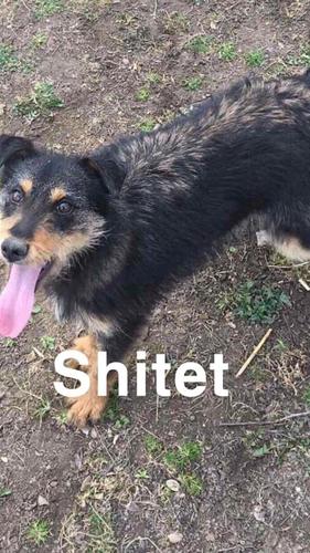 Shitet