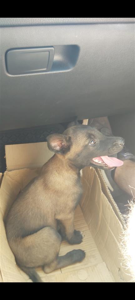 Malinois