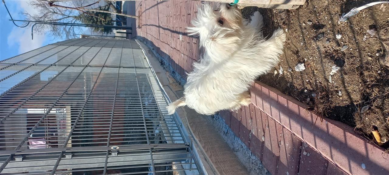Maltezer