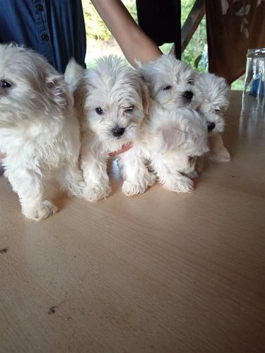Mini maltezeri