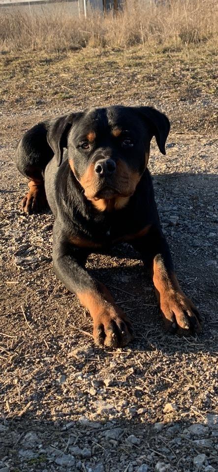 Rottweiler-Mashkull