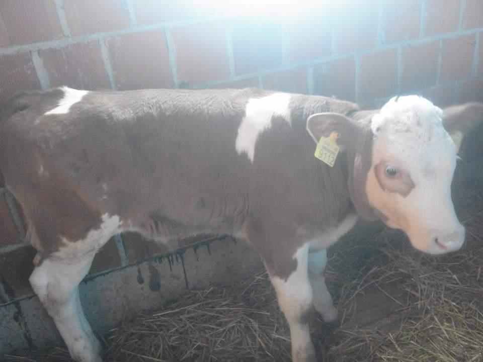 Lop-e-Fermes