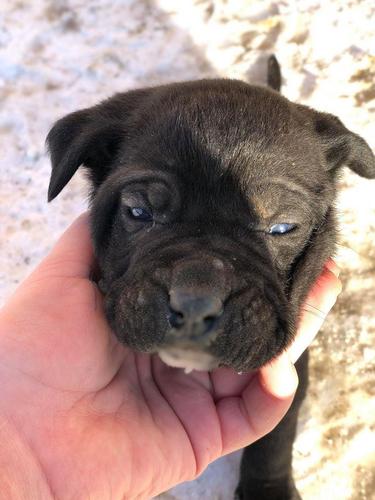 Qen Cane Corso
