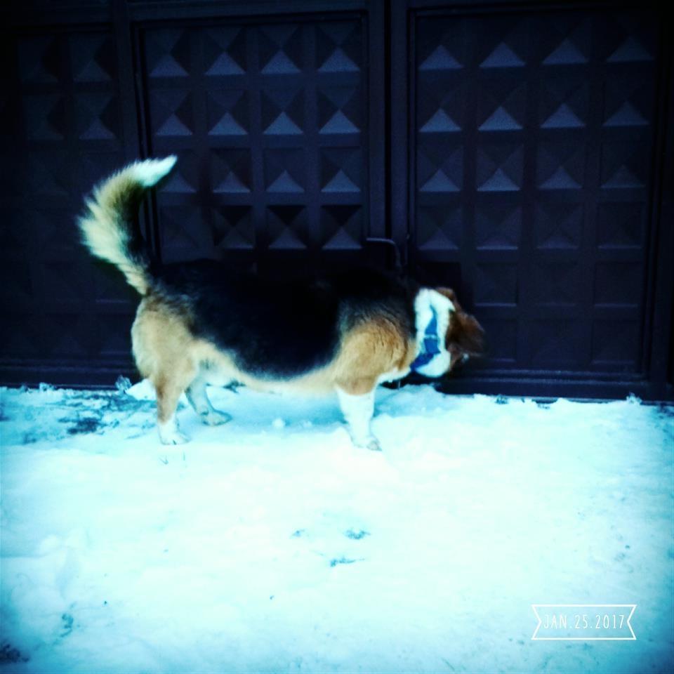 Bubi-
