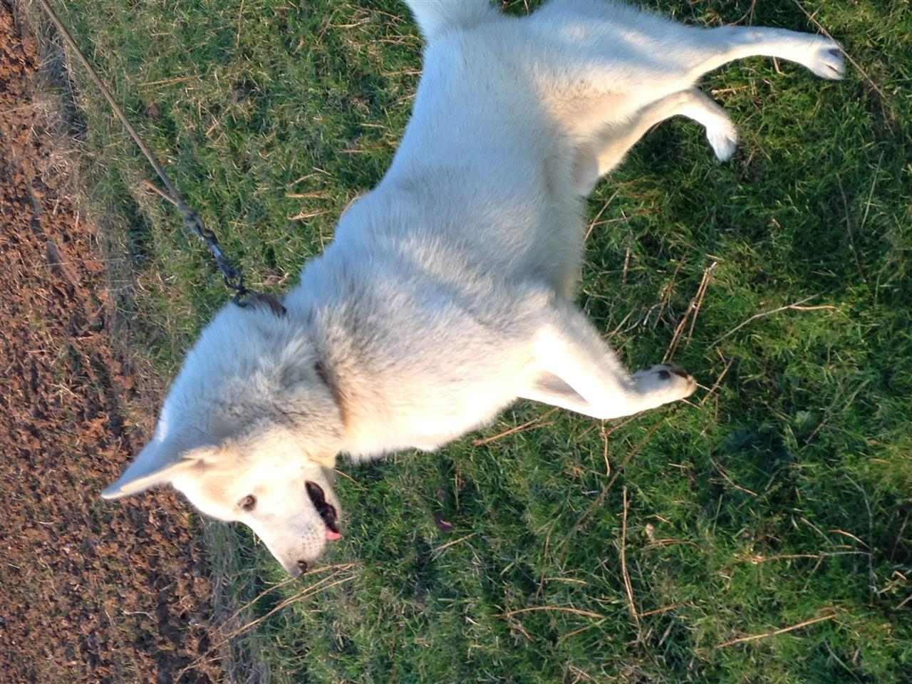 Haski