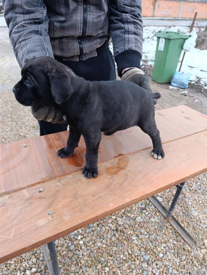 Cane-corso
