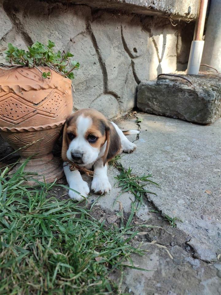 Beagle