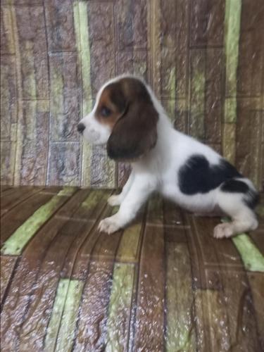 Beagle