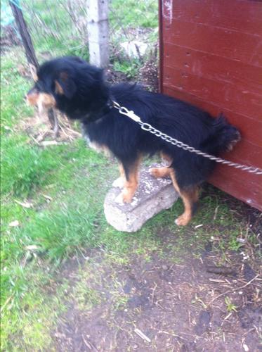 Terrier mashkull