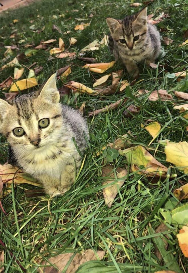 Maca-per-adoptim
