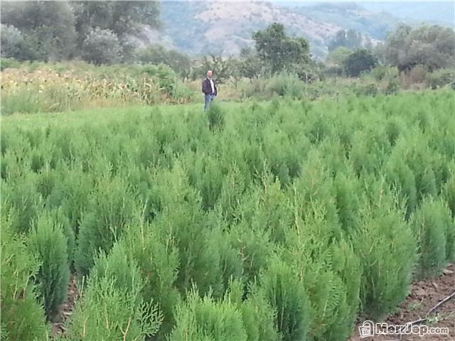 Bimë-dekorative