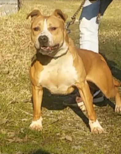Pit bull