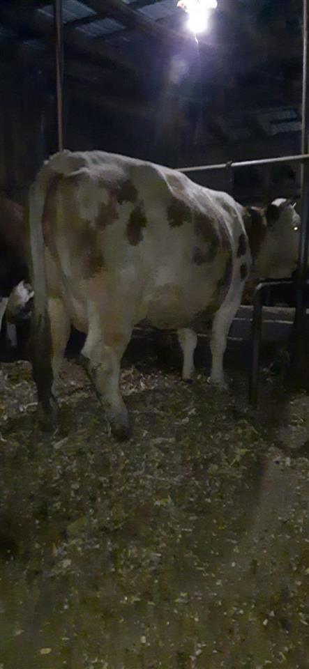 Lop-bars-