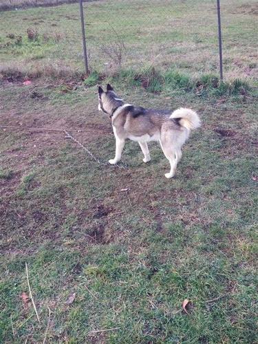 Hasky