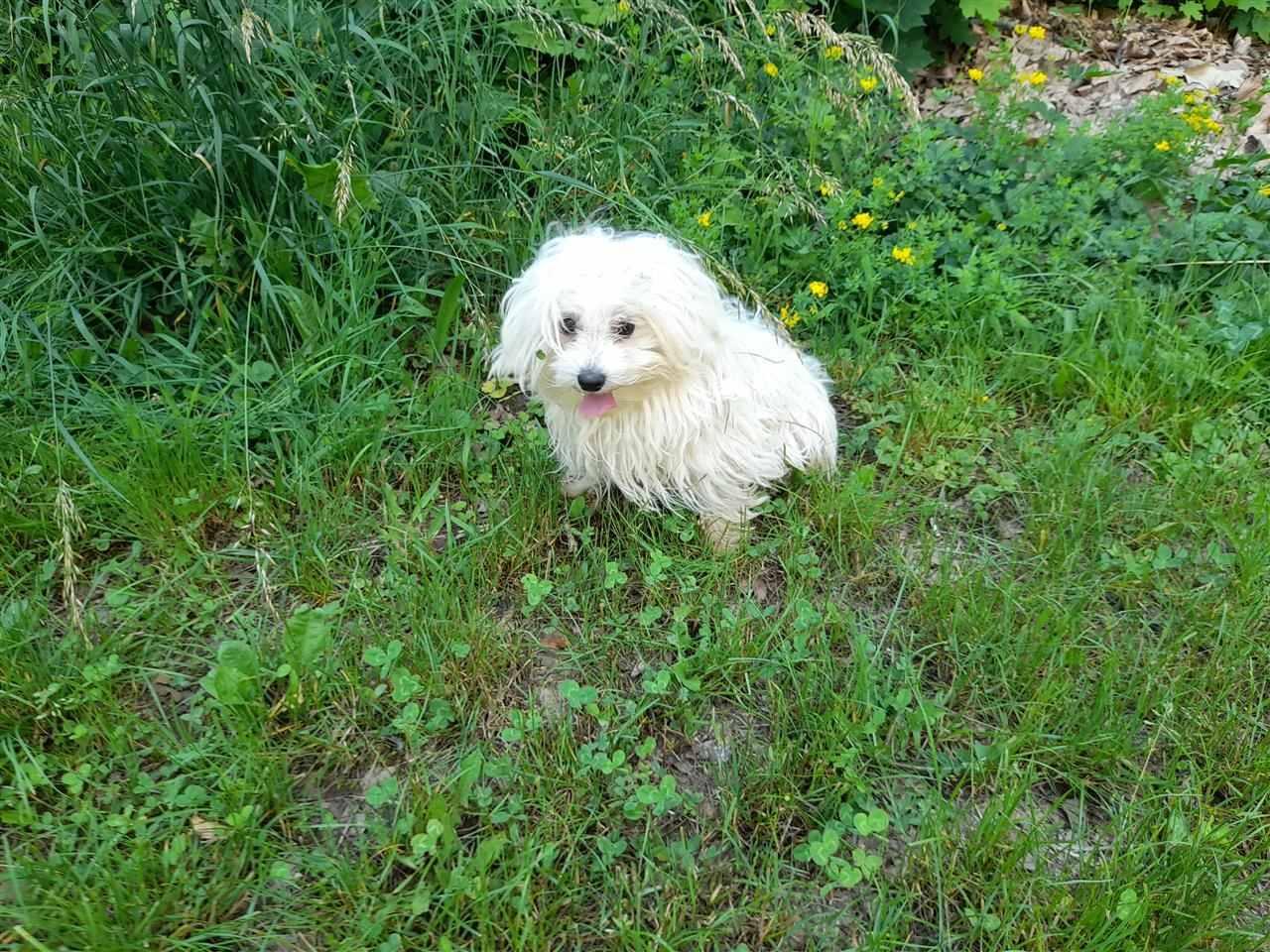 Maltezer