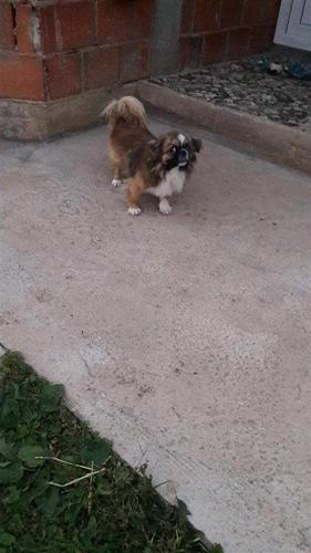 qen shtepiak