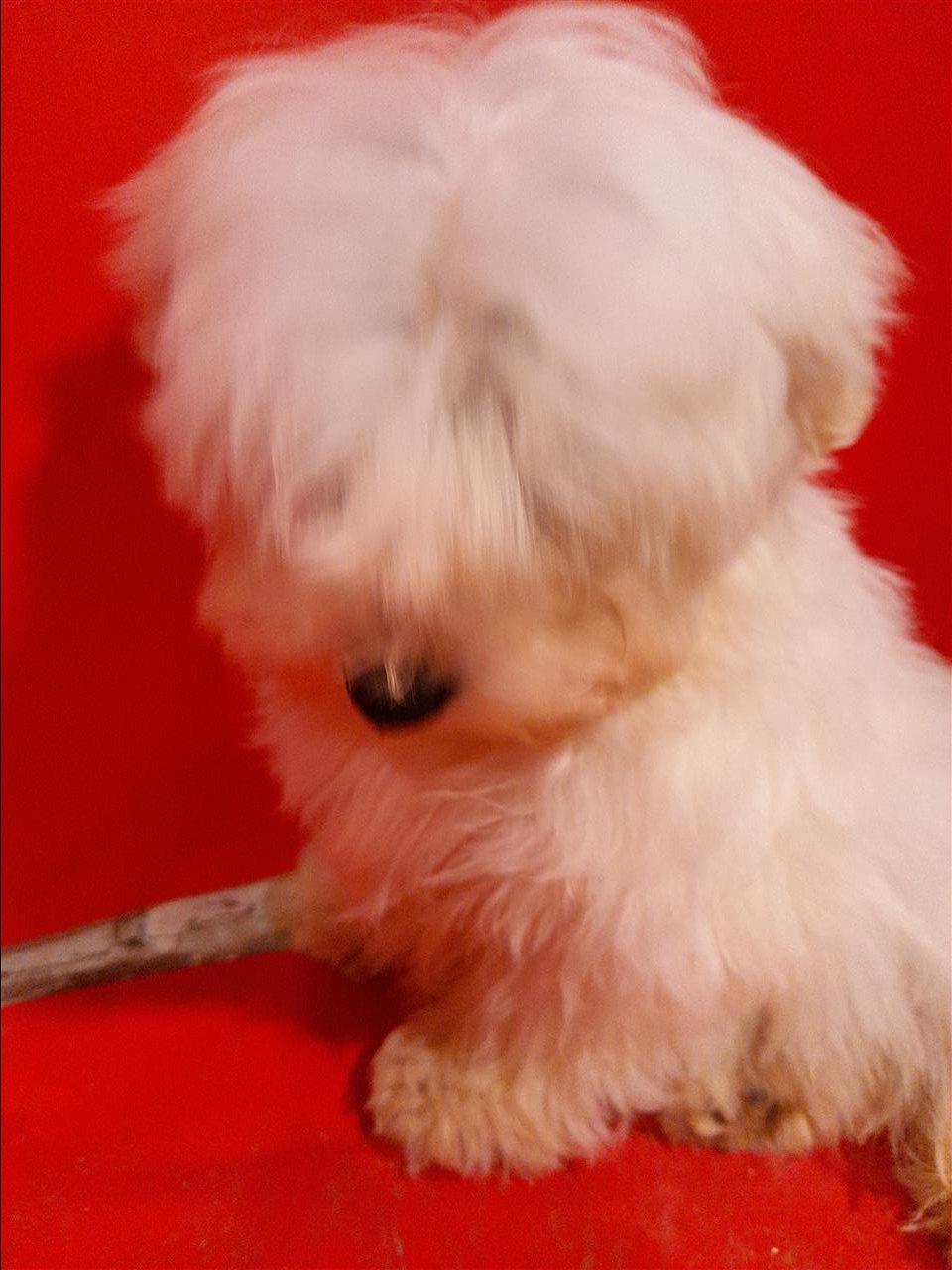 Mini-maltezer