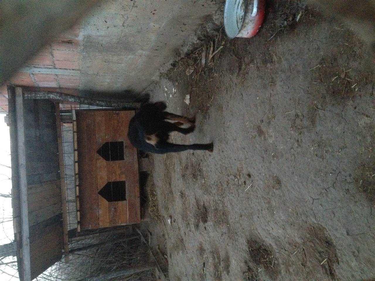 terrier