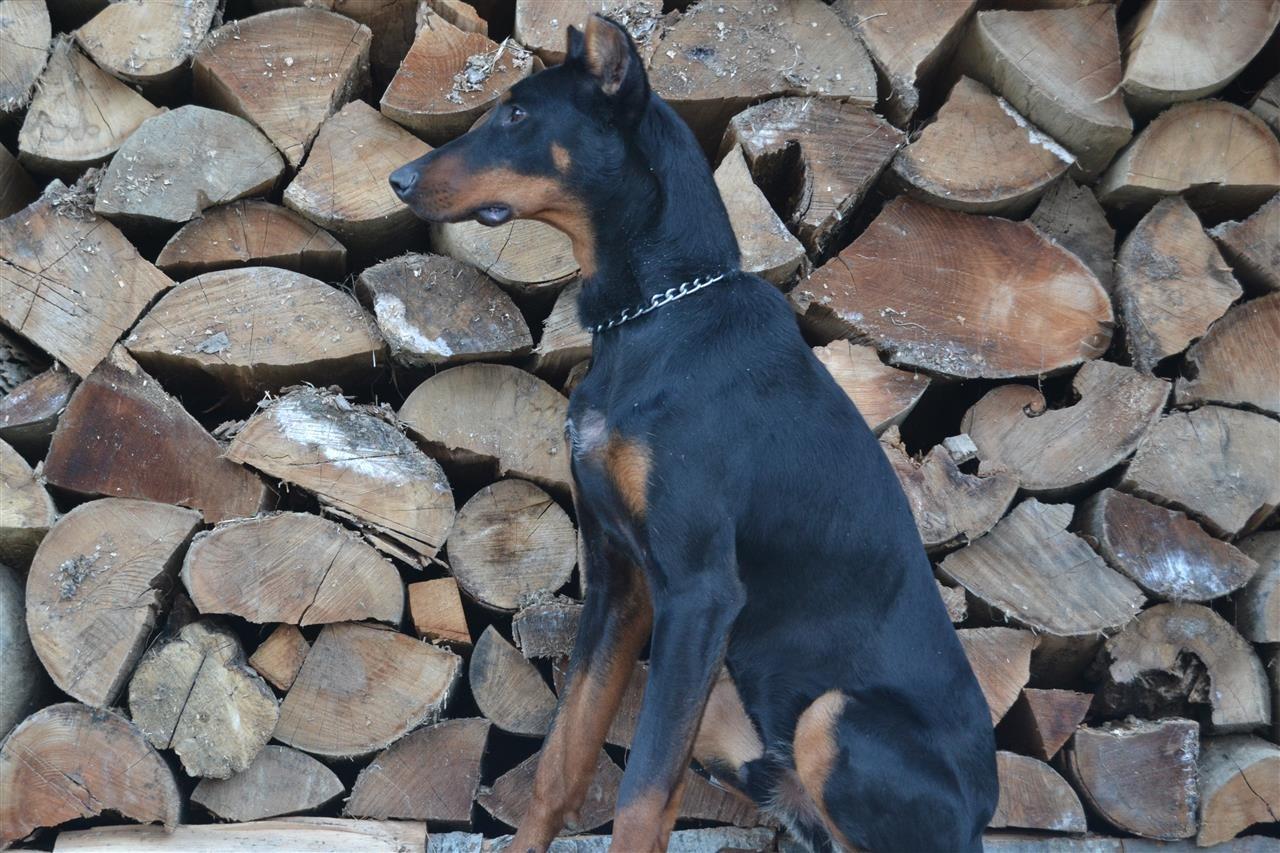 Qeni doberman clearance