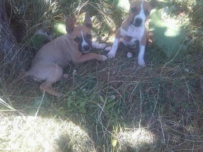 Pitbulla