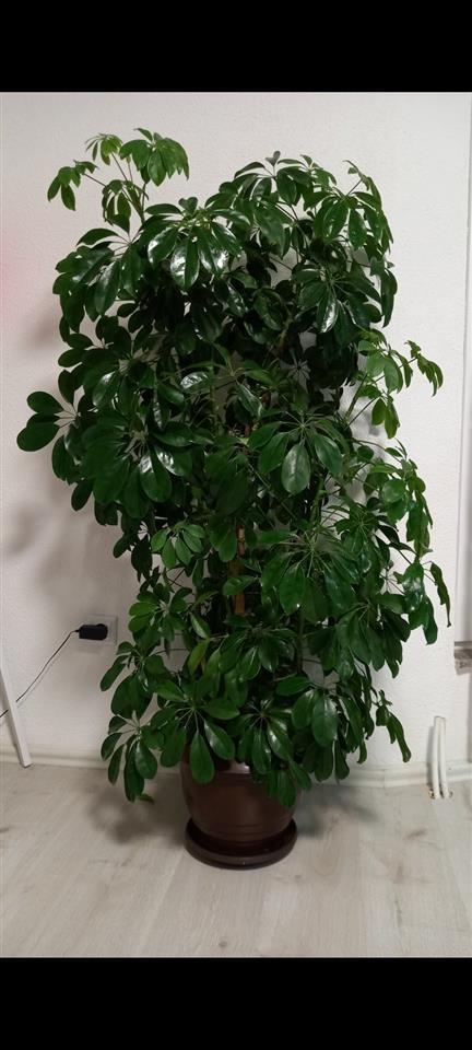 Lule
