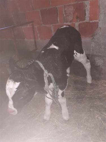 viq holstein