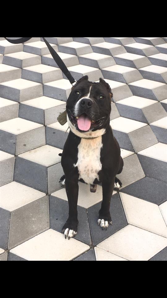 Pitbull