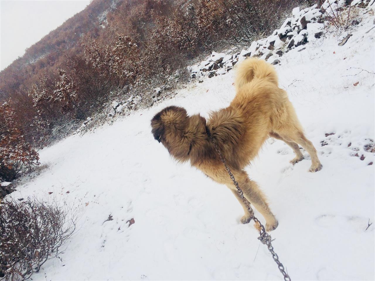 Karabash-