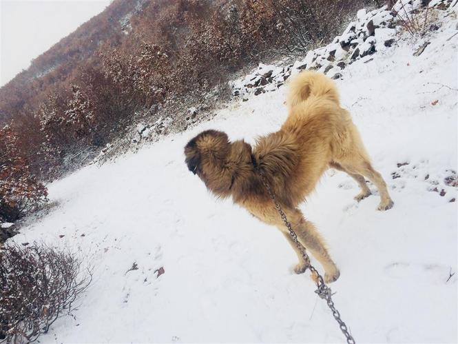 Karabash 