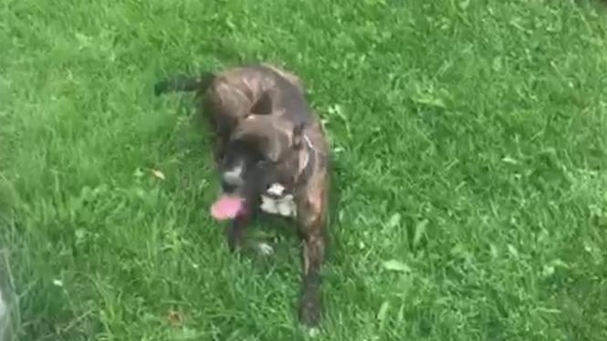 Pitbull