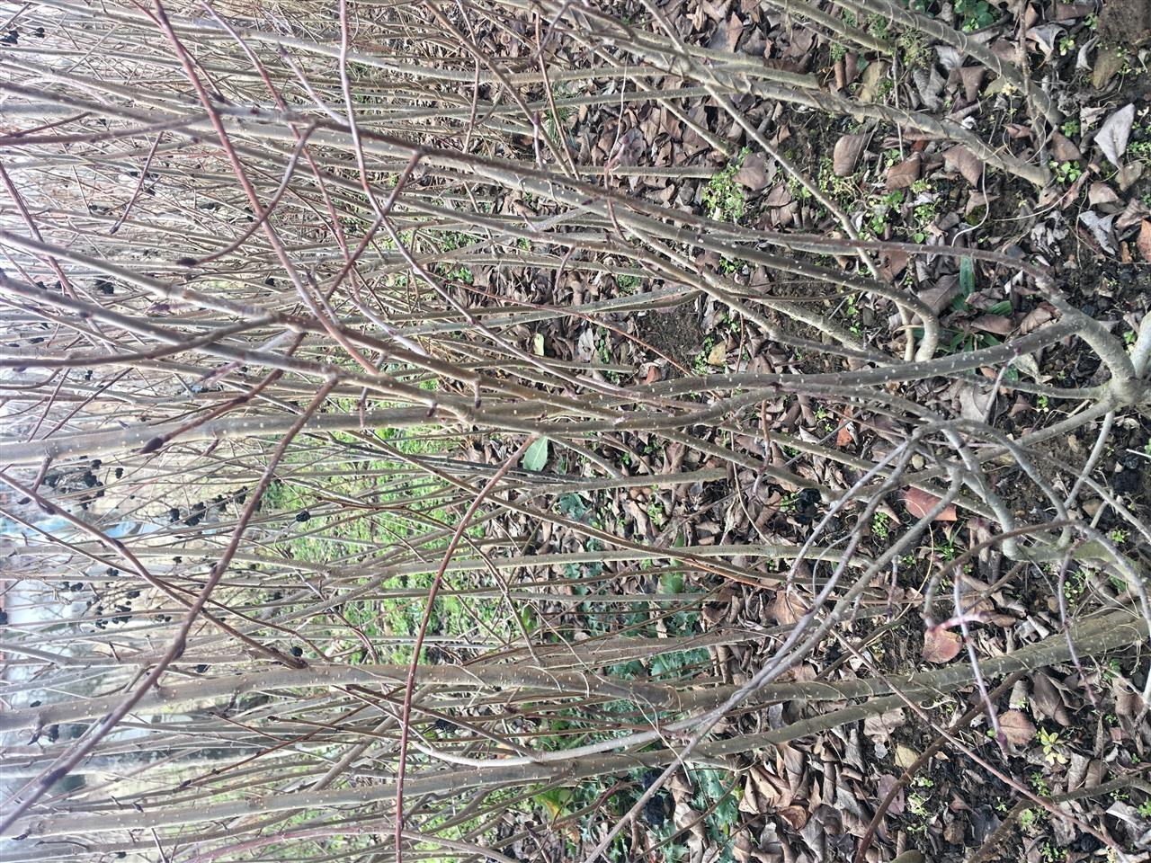 Aronia