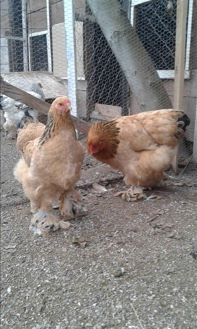 Brahma