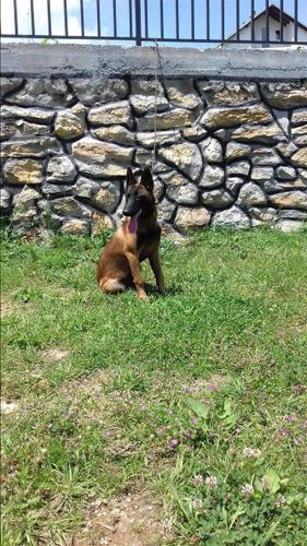 Belg malinois