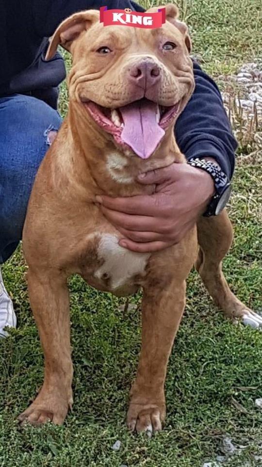 Pitbul