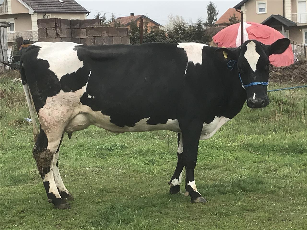 Shitet-lopa-bars-