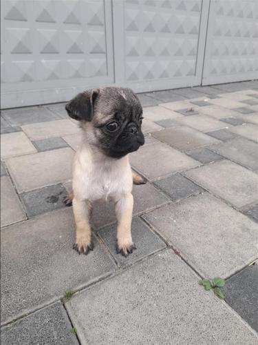Pugg
