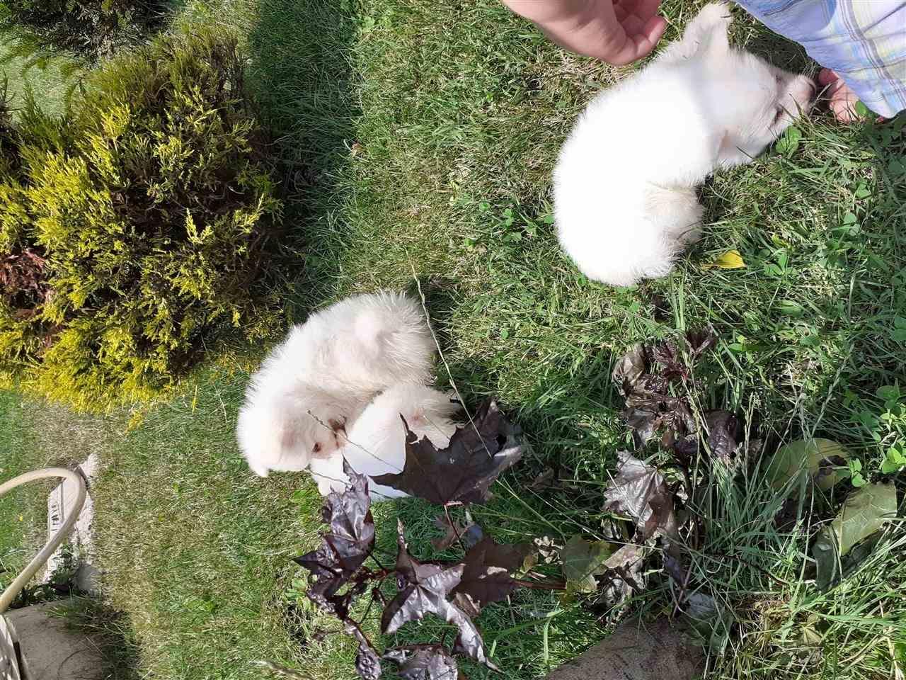 Mini-spitz