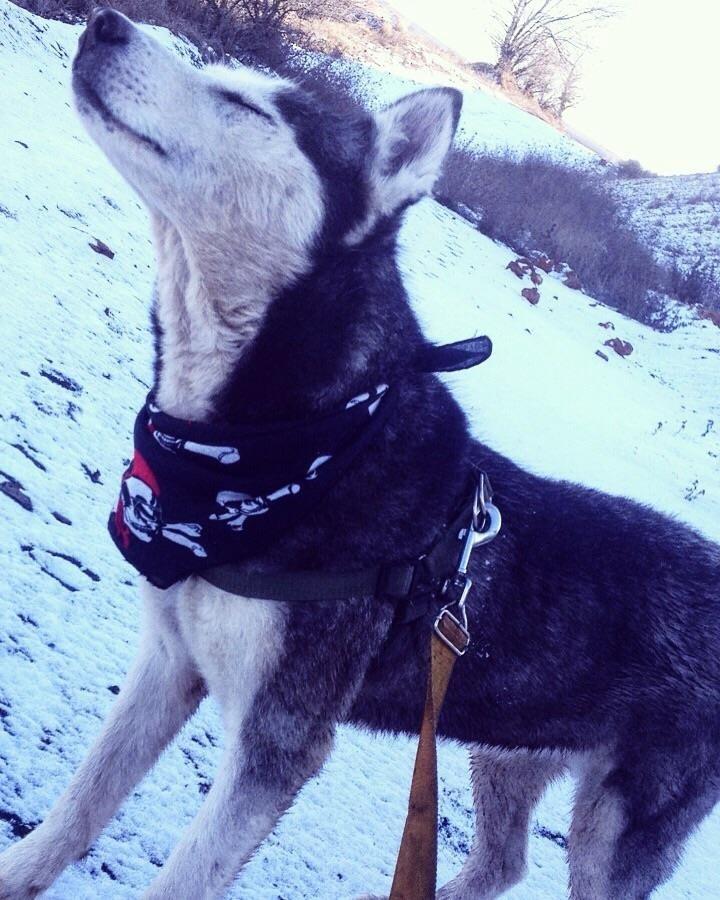 HUSKY