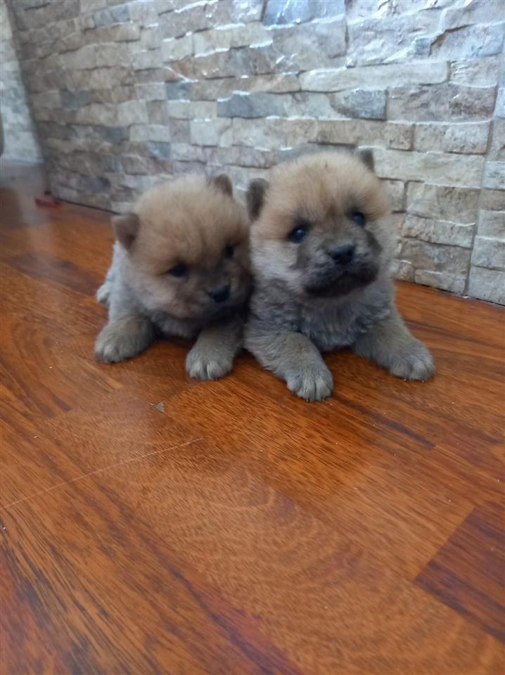 Chow-chow