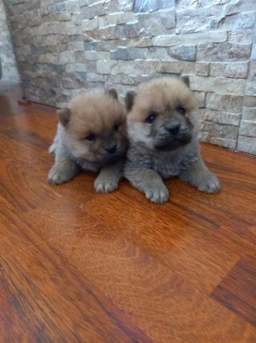 Chow chow